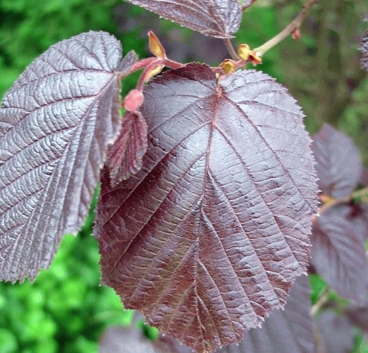 Corylus maxima 'Purpurea' HAZELNOOT