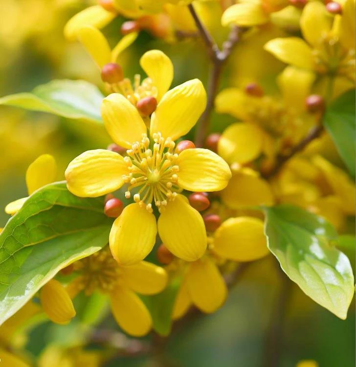 Cornus officinalis