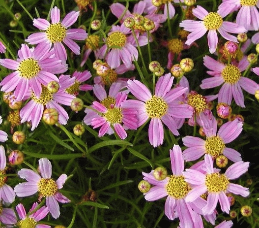 CORÉOPSIS