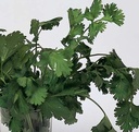 KORIANDER Coriandrum sativum