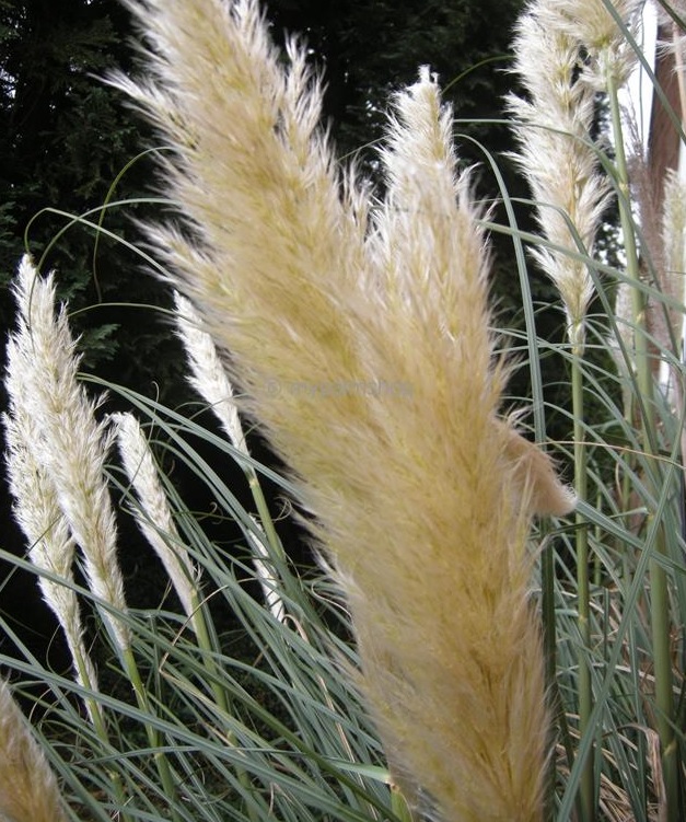 HERBE DE LA PAMPA