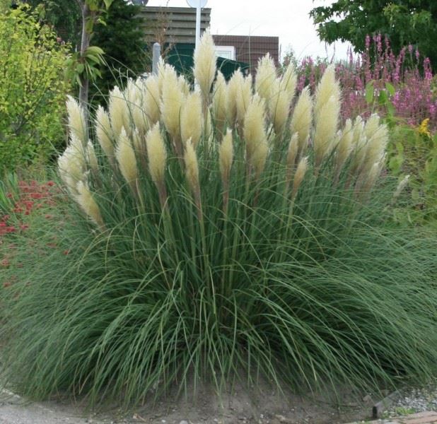 HERBE DE LA PAMPA