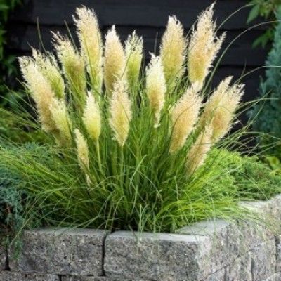 HERBE DE LA PAMPA