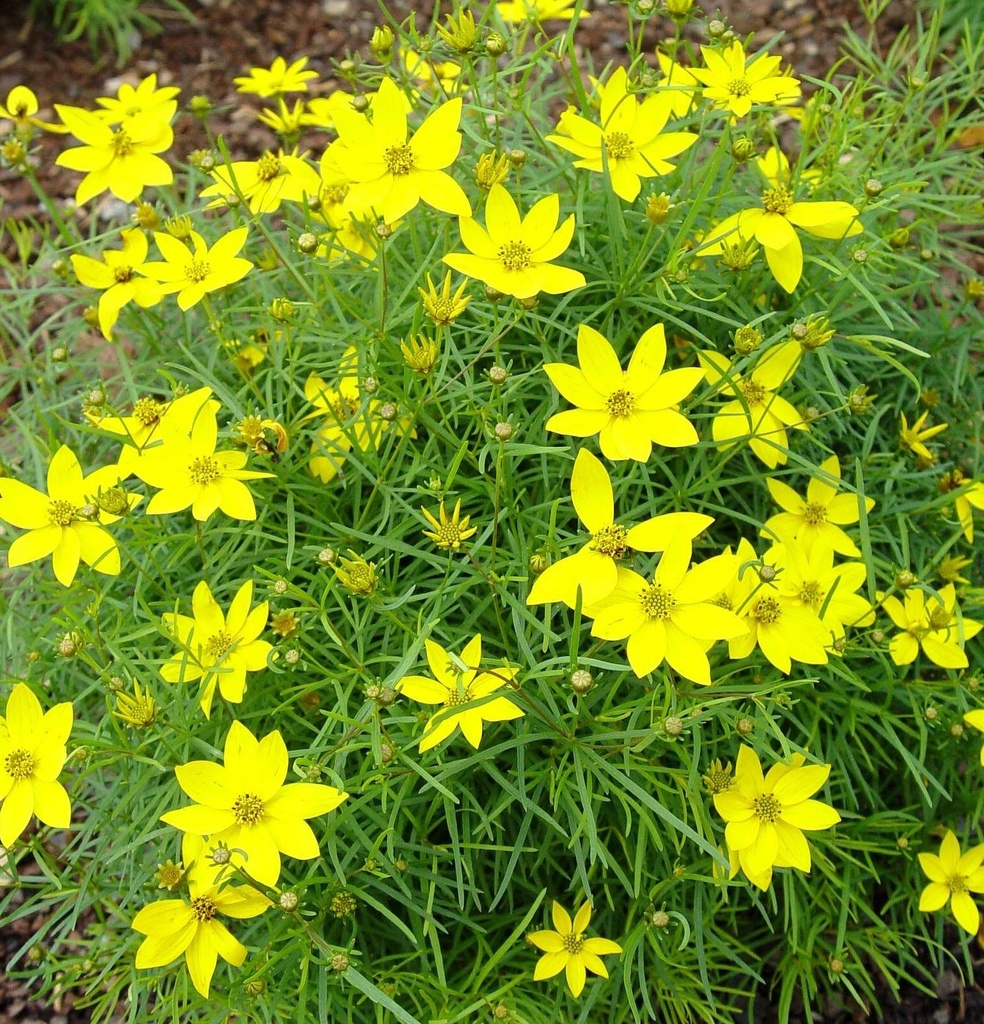 Coreopsis vert. 'Zagreb'