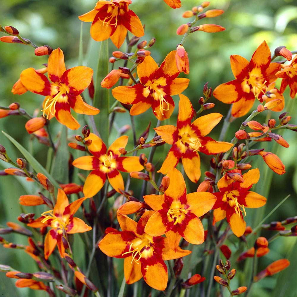 Crocosmia 'Emily McKenzie'
