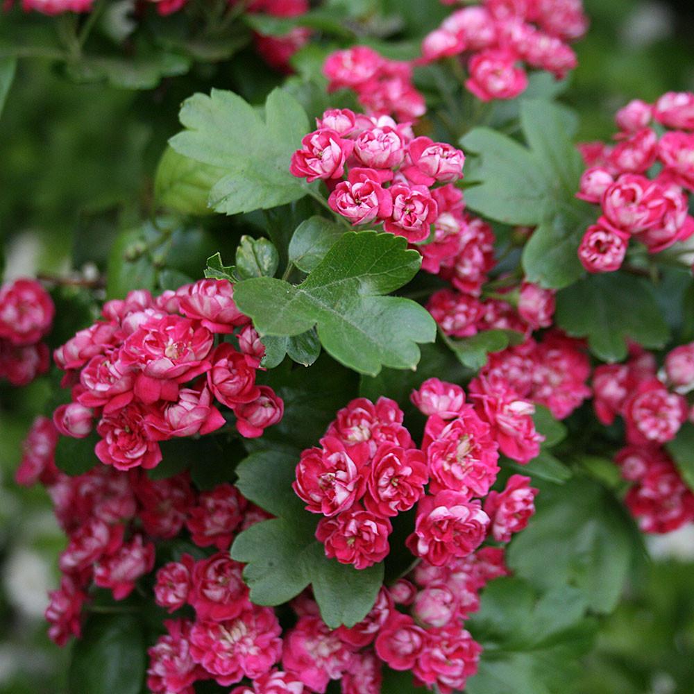 AUBÉPINE