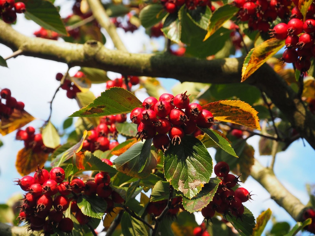 Crataegus prunifolia 'Splendens'