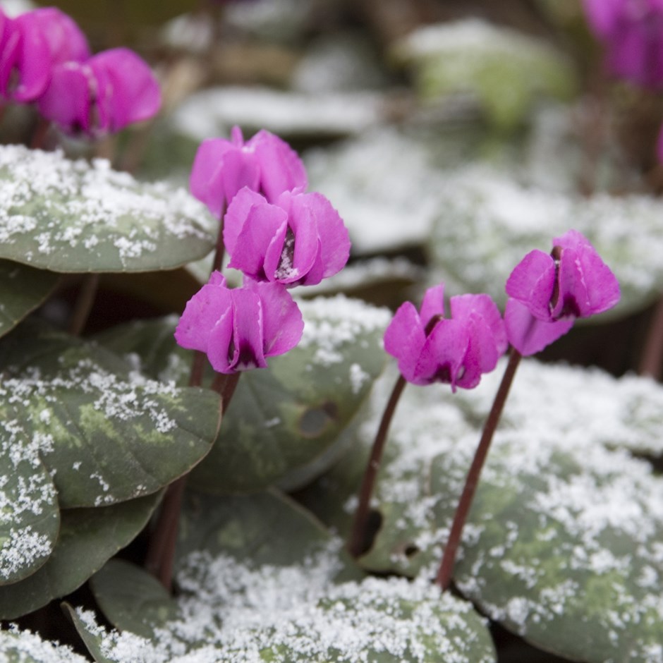 CYCLAMEN DE COS