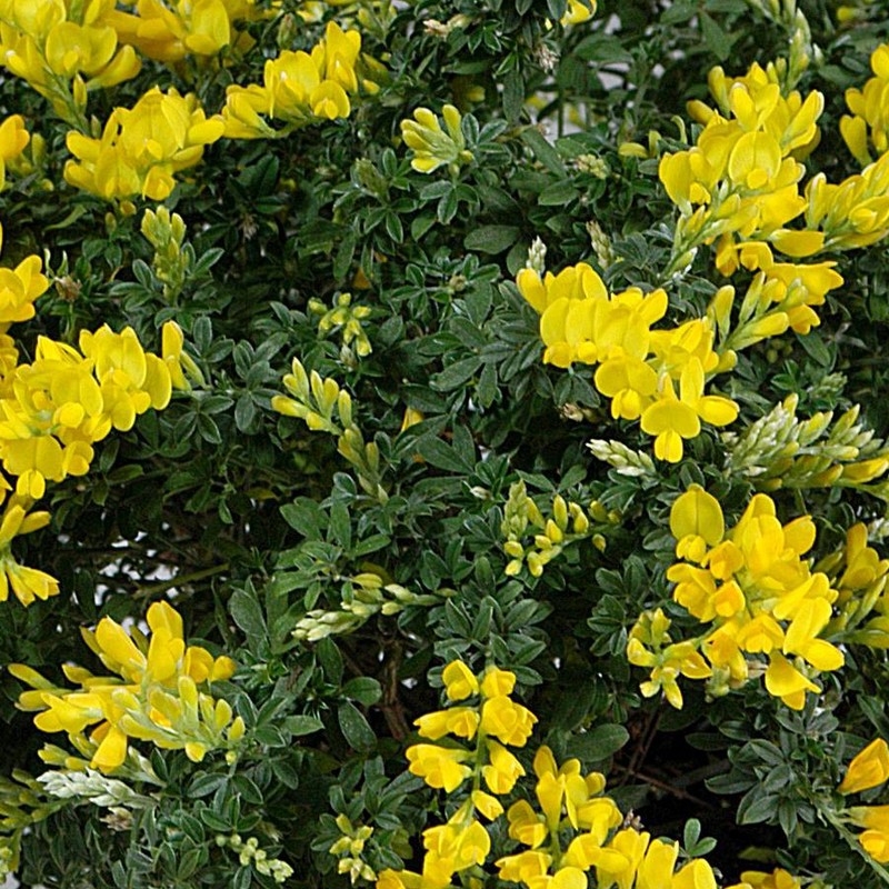 Cytisus 'Racemosus' (GD)
