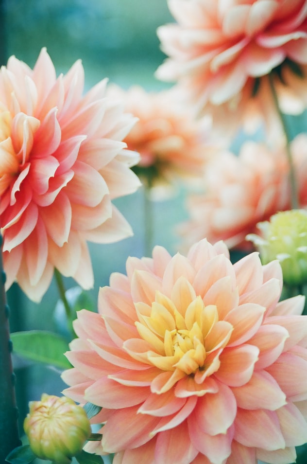 Dahlia (in soorten)