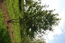Davidia involucrata