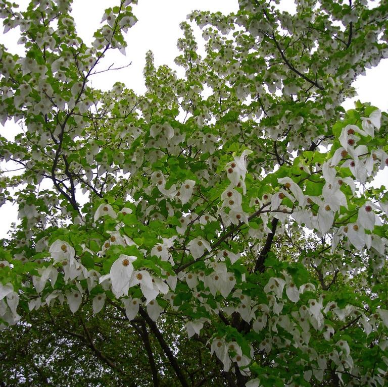 ARBRE AUX MOUCHOIRS