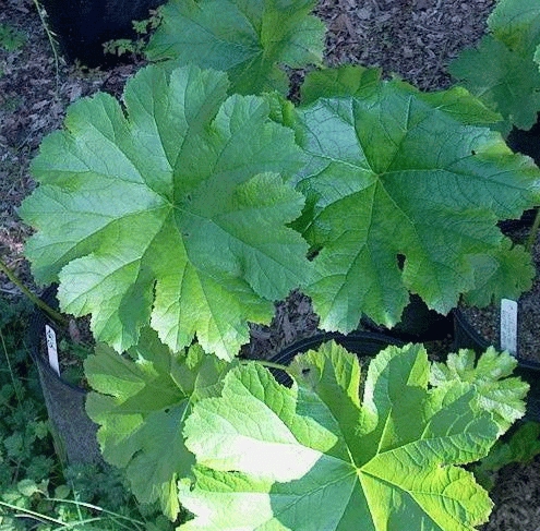 Darmera peltata