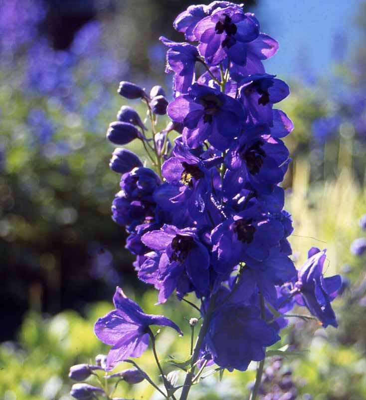 Delphinium (P) 'Black Knight'