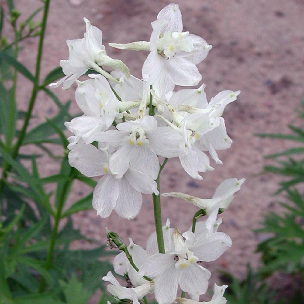 Delphinium (B) 'Casa Blanca'