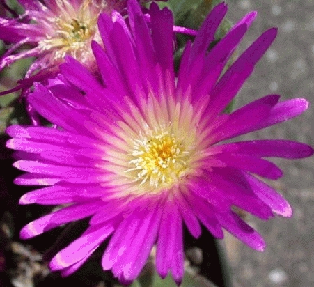 Delosperma cooperi