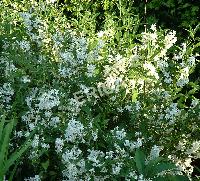 Deutzia gracilis