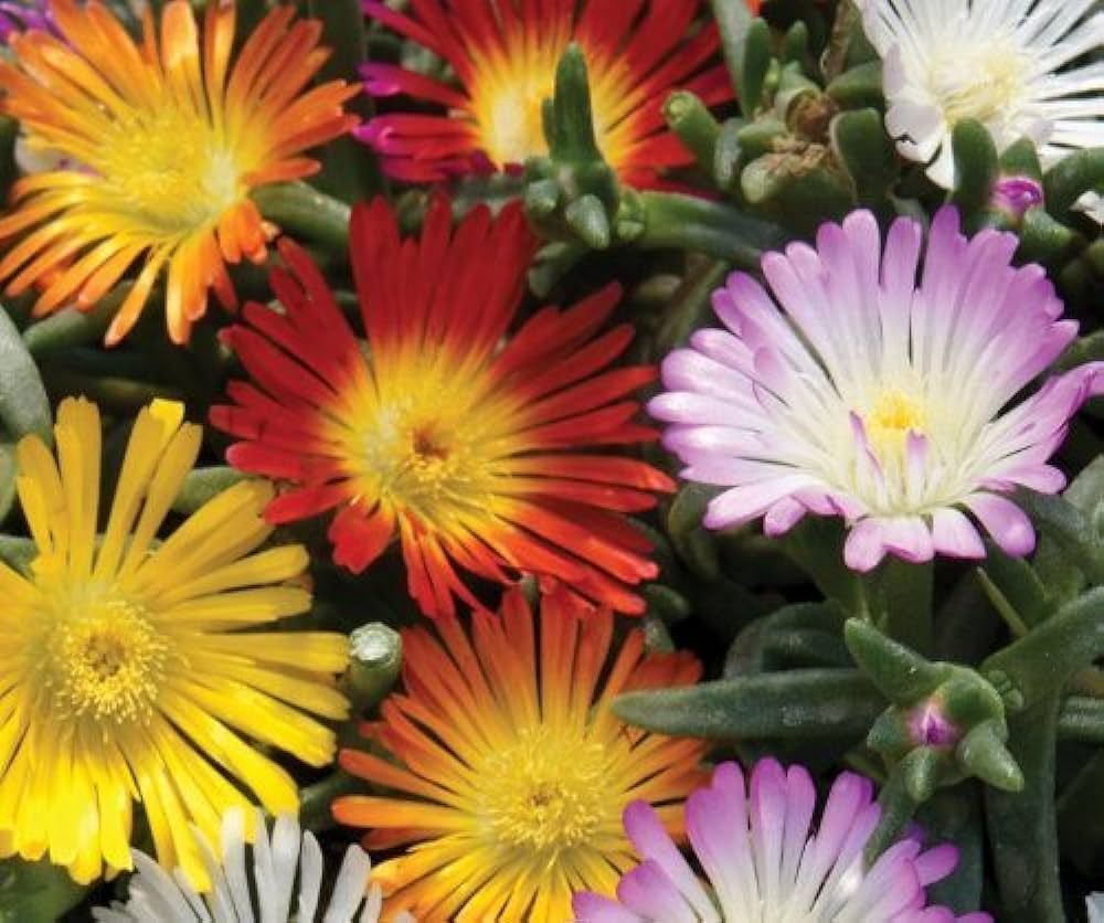 Delosperma 'Jewel of Desert'