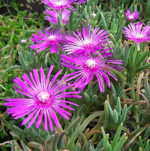 Delosperma