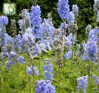 Delphinium (P) 'Summer Skies'