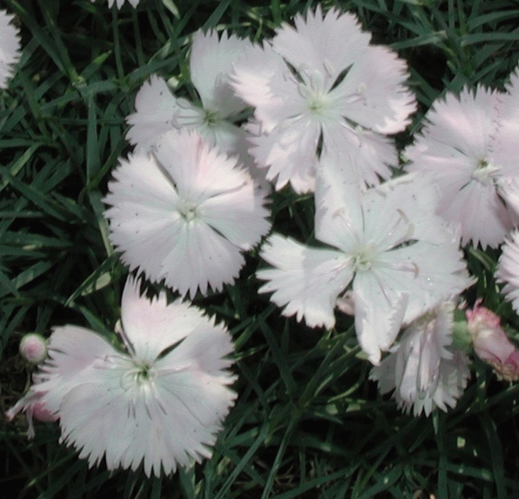 Dianthus delt. 'Albiflorus'