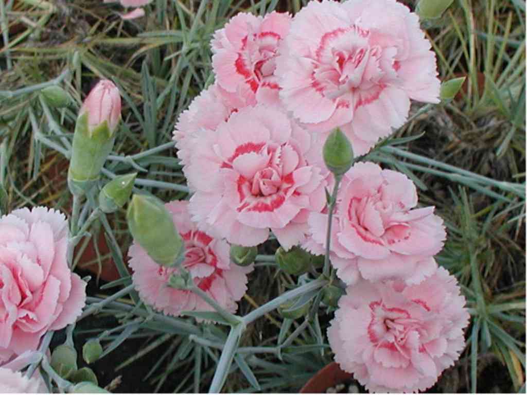 Dianthus plumaris 'Doris'