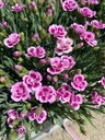 Dianthus car. 'Pink Kisses'