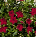 Dipladenia
