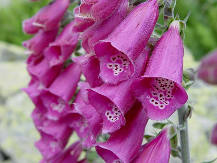 Digitalis purpurea