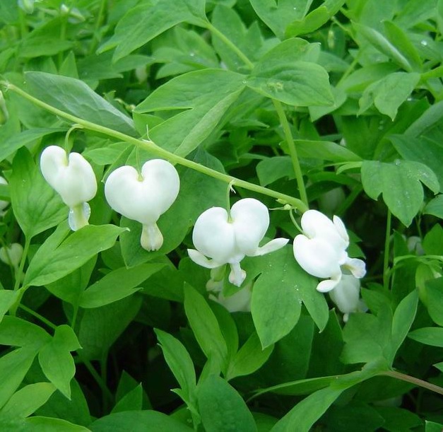 COEUR DE MARIE