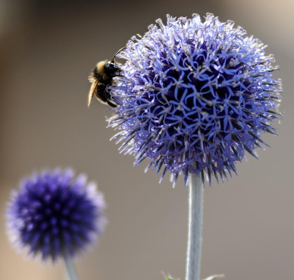Echinops ban. 'Blue Glow'