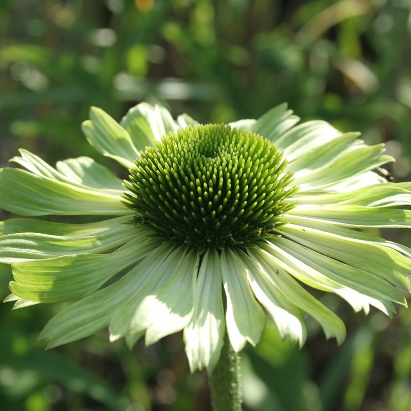 Echinacea purp. 'Green Jewel'