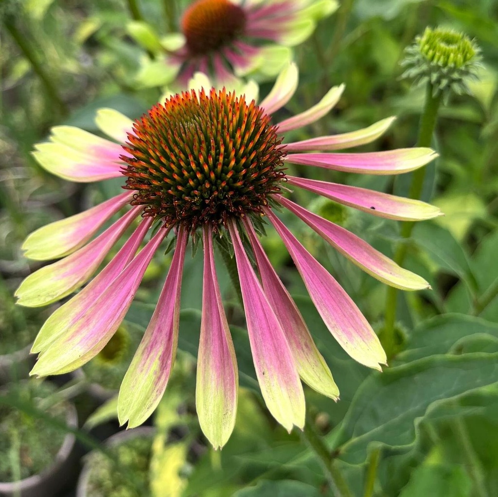 Echinacea purp. 'Green Twister'