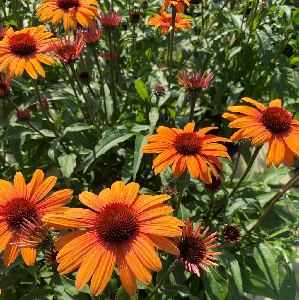 Echinacea purp. 'Orange Skipper'