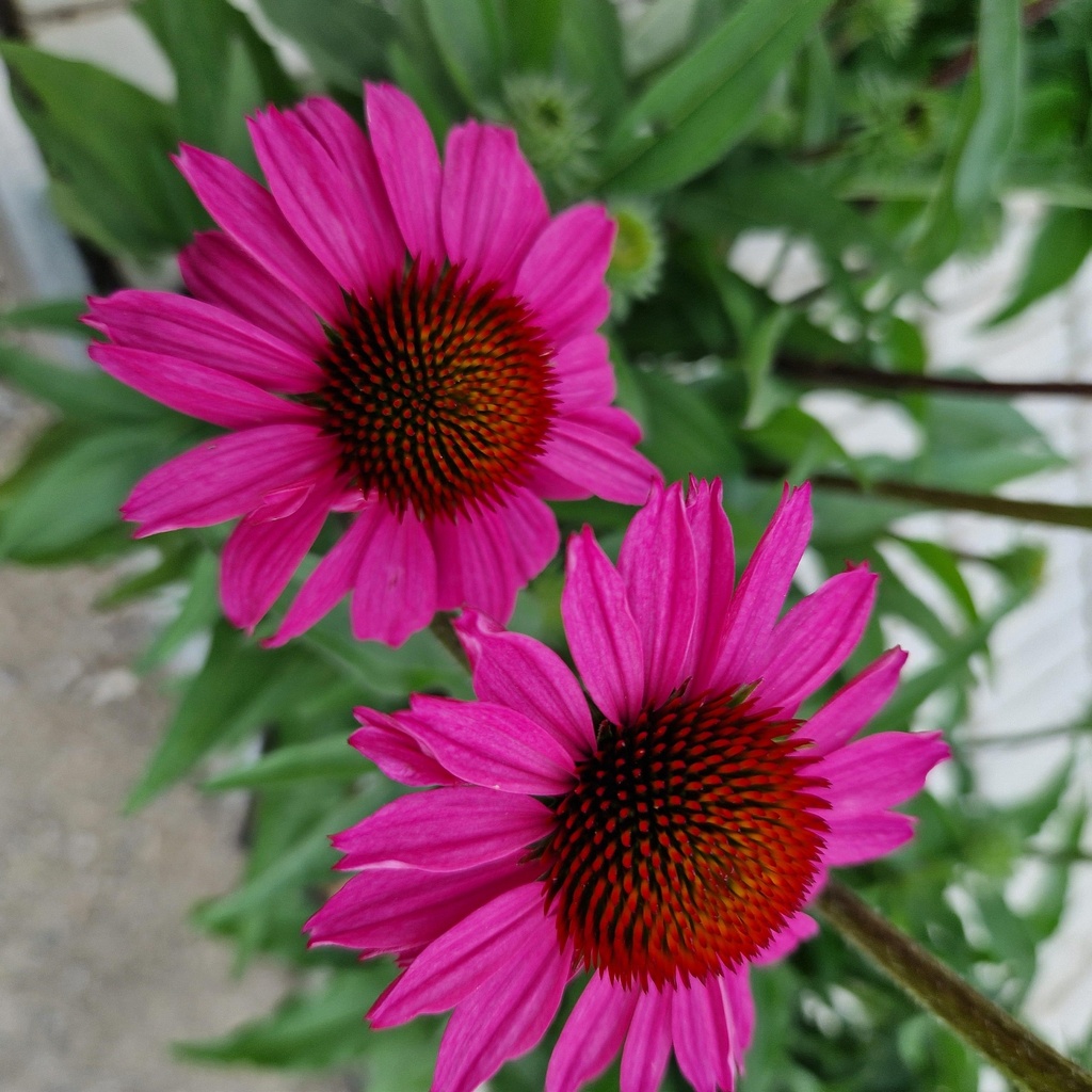 Echinacea 'Sunseekers Hot Pink'