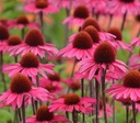 Echinacea purp. 'Sensation Pink'