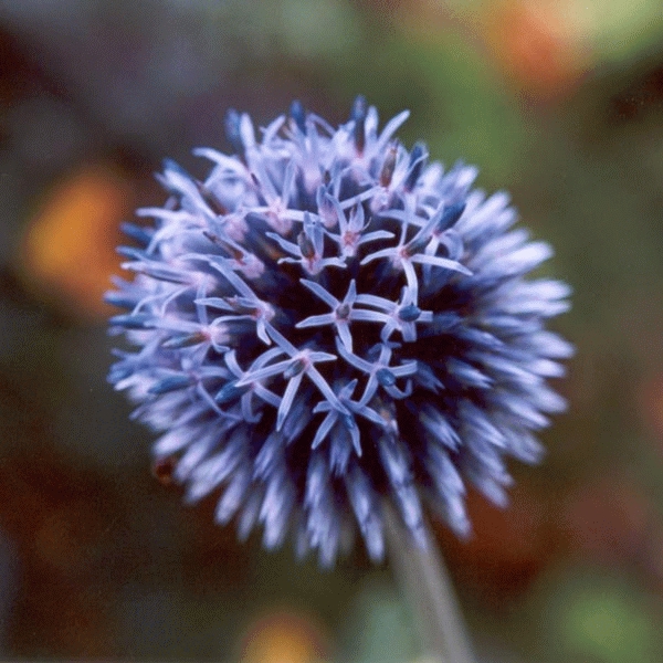 CHARDON BLEU