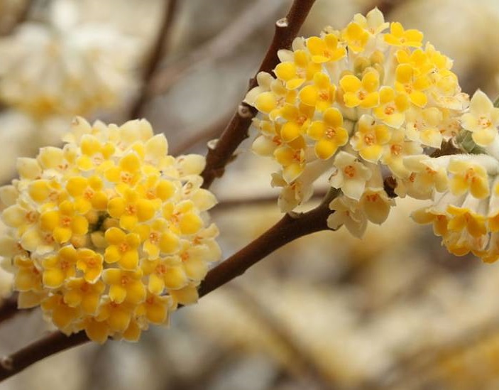 BUISSON Á PAPIER