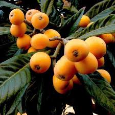 Eriootrya japonica