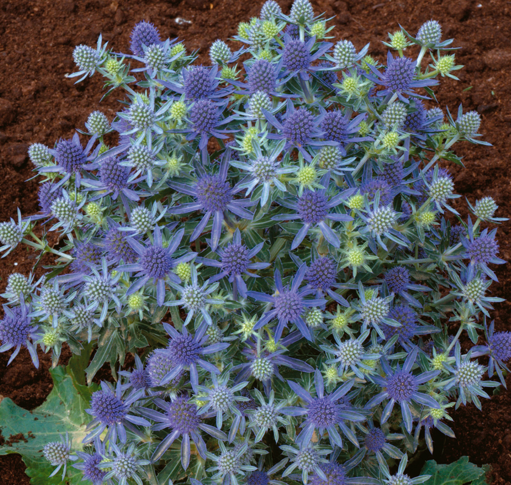 Eryngium alpinum 'Blue Hobbit'