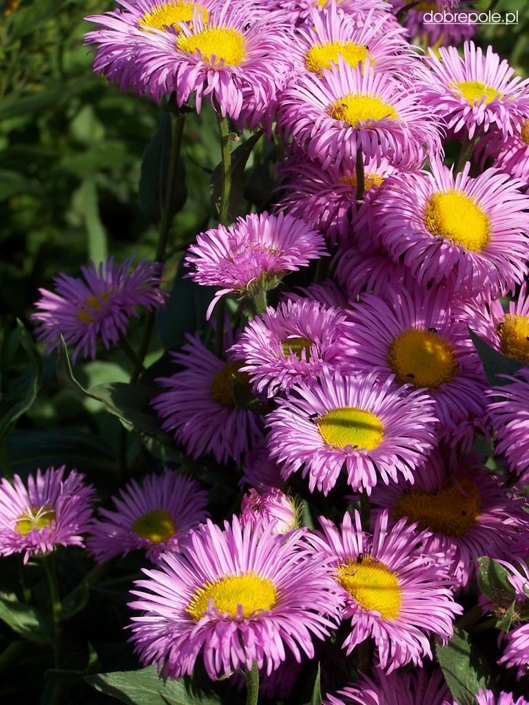 Erigeron speciosus 'Rosa Jewel'