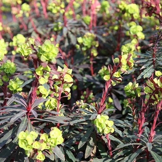 Euphorbia amyg. 'Purpurea'