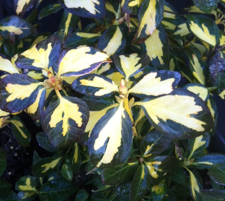 Euonymus fort. 'Blondy' (VOG)
