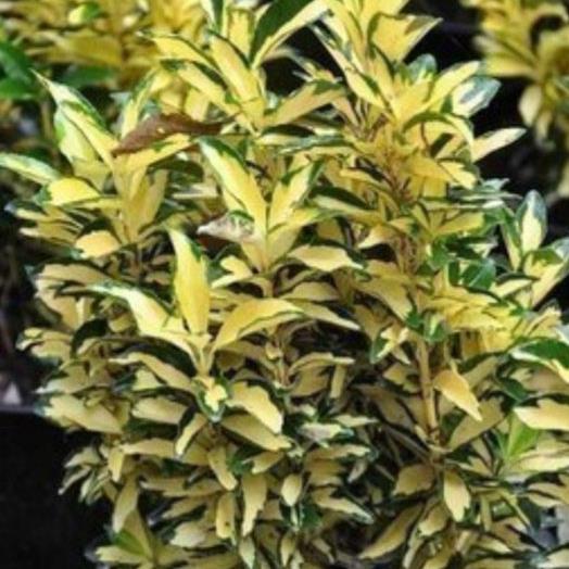 Euonymus japonicus