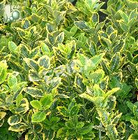 Euonymus jap. 'Aureus'