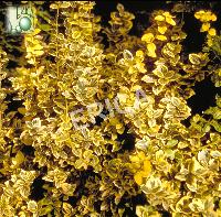 Euonymus jap. 'Micr. Aureovariegatus'