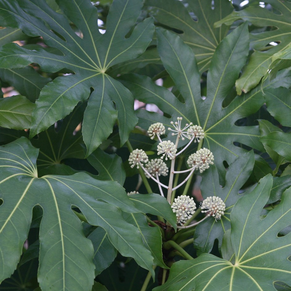 ARALIA DU JAPON