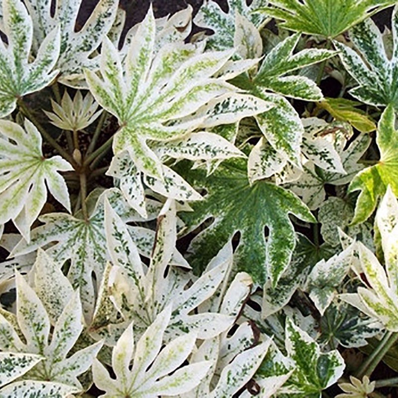 ARALIA DU JAPON