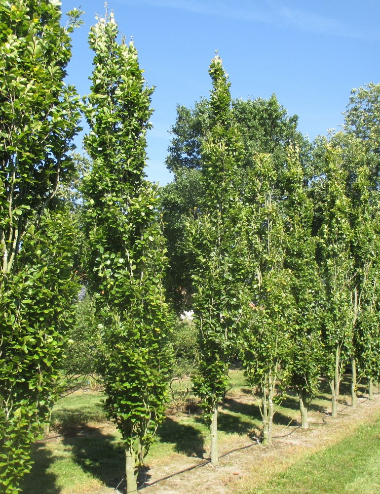 Fagus sylv. 'Dawyck'