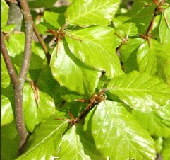 Fagus sylv. 'Dawyck Gold'
